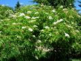 Sambucus Canadensis